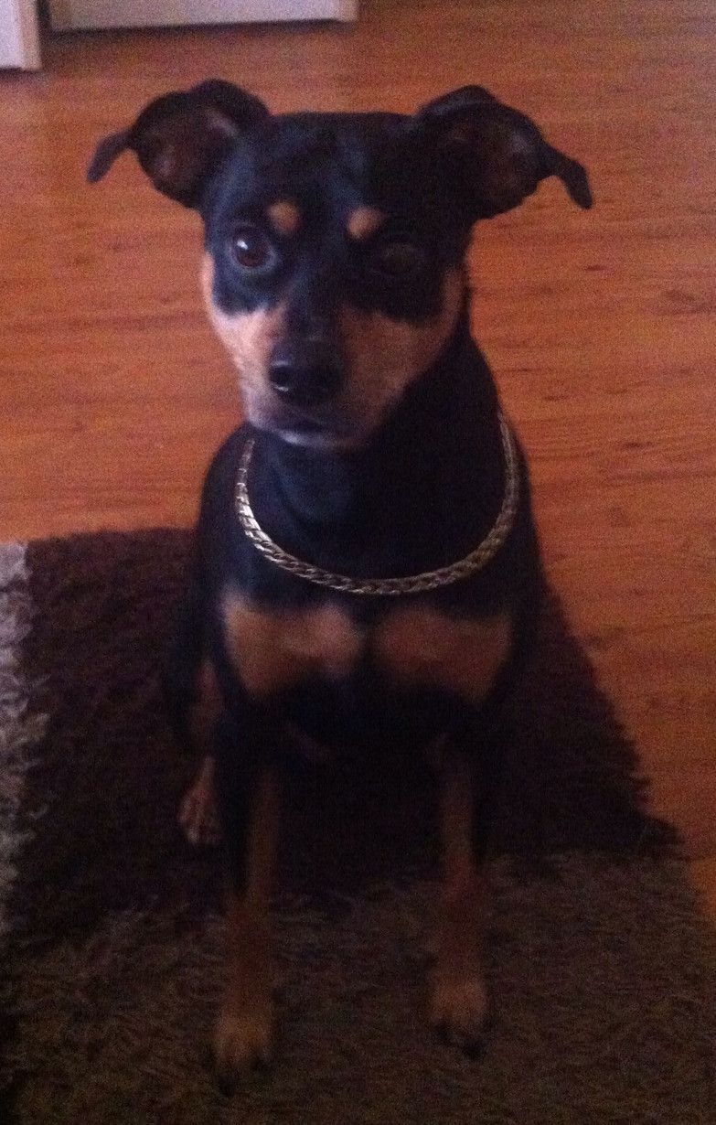 Wer hat ein Zuhause für diesen kleinen Pinscher-Mix?