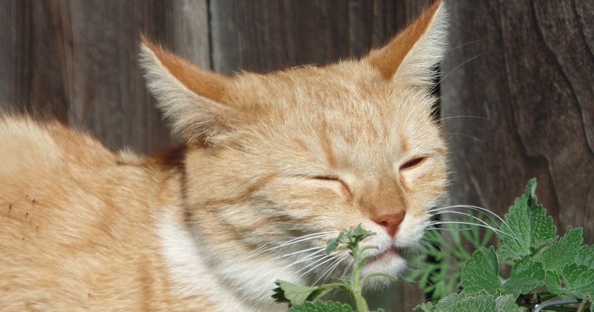 Katze Macht Milchtritt Auf Mir