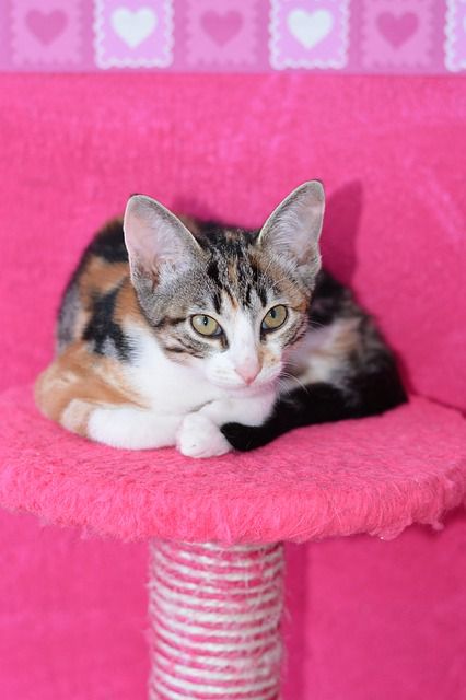 Katze wurde in Eiseskälte in Karton ausgesetzt