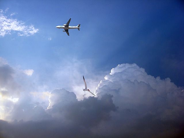 Rund 70.000 Vögel mussten für Flugzeuge sterben