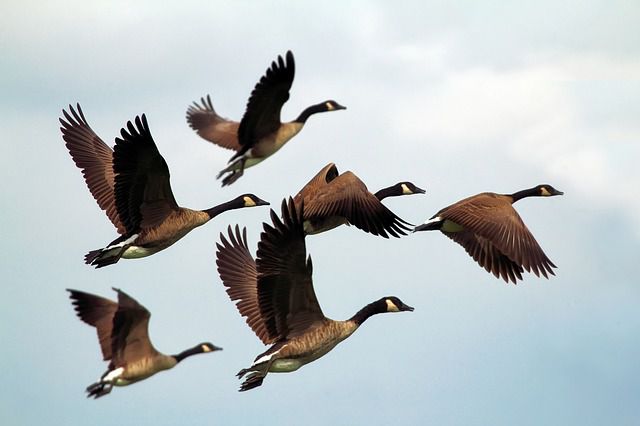 Rund 70.000 Vögel mussten für Flugzeuge sterben