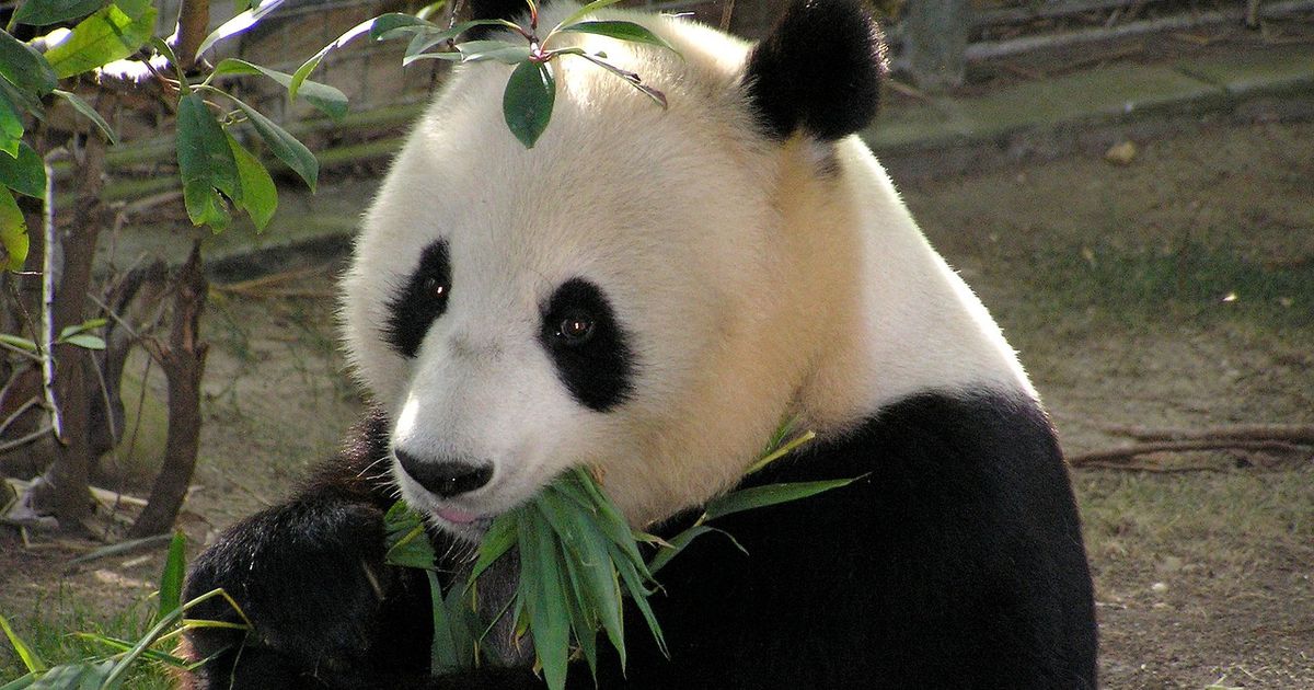 Was hinter dem "süßen" Panda-Video aus der Zuchtstation steckt