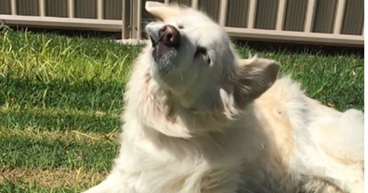 Deswegen dehnen und schütteln sich Hunde nach dem Aufstehen