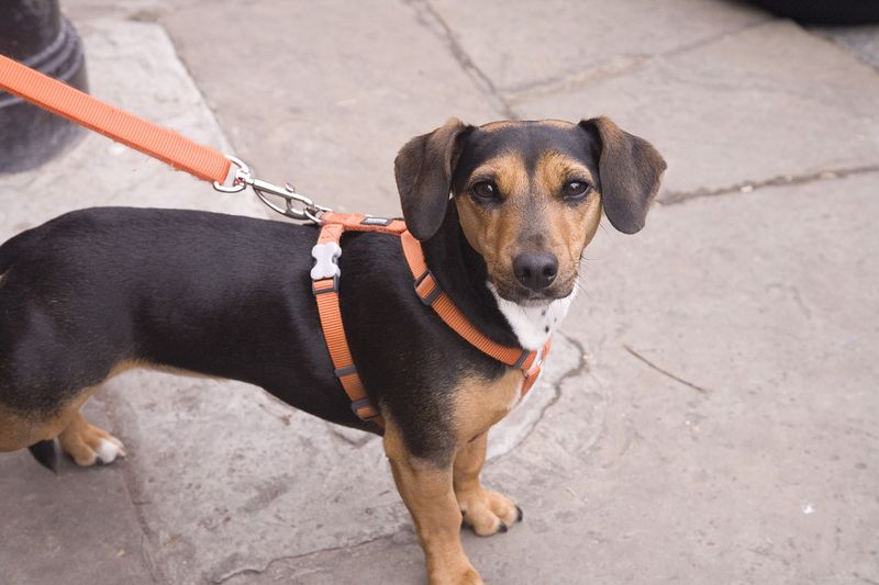 So gewöhnt man den Hund an die Leine