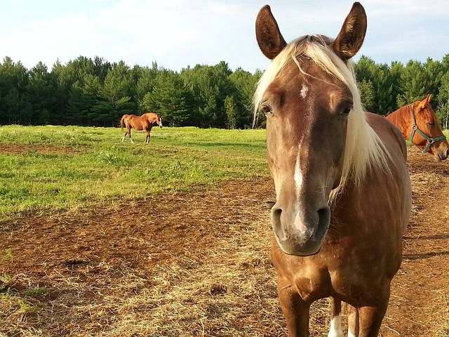 Dieses Pferd sollte unter Schmerzen erfrieren