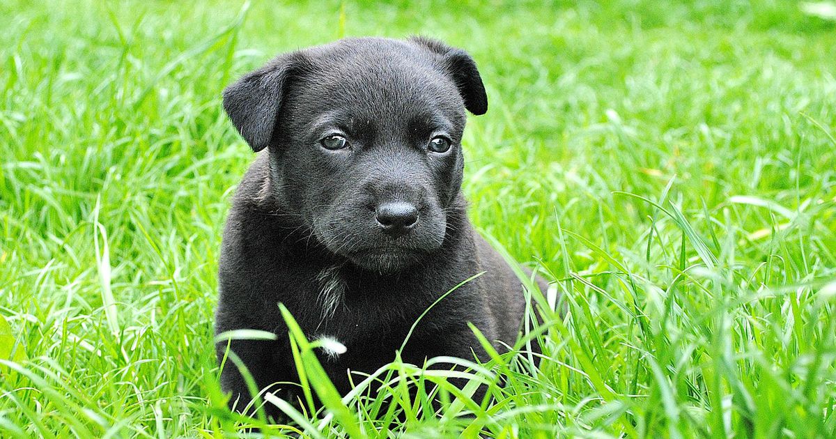 Arzt macht Hunde unsterblich