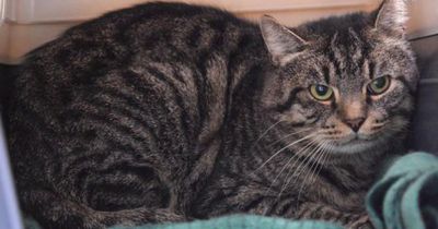 Wer hat ein Zuhause für diesen temperamentvollen Europäisch Kurzhaar Kater