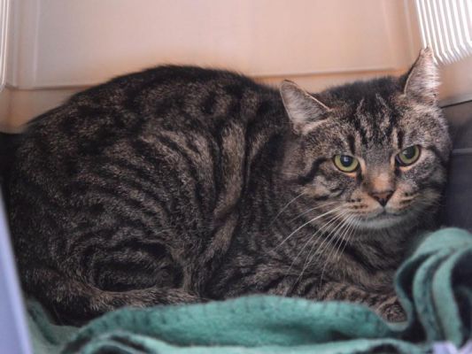 Wer hat ein Zuhause für diesen temperamentvollen Europäisch Kurzhaar Kater