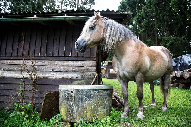 So schützt man seine Pferde vor Pferdeherpes