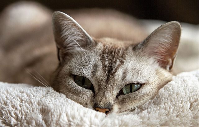 Katze, die sich in Kleidung kuschelt