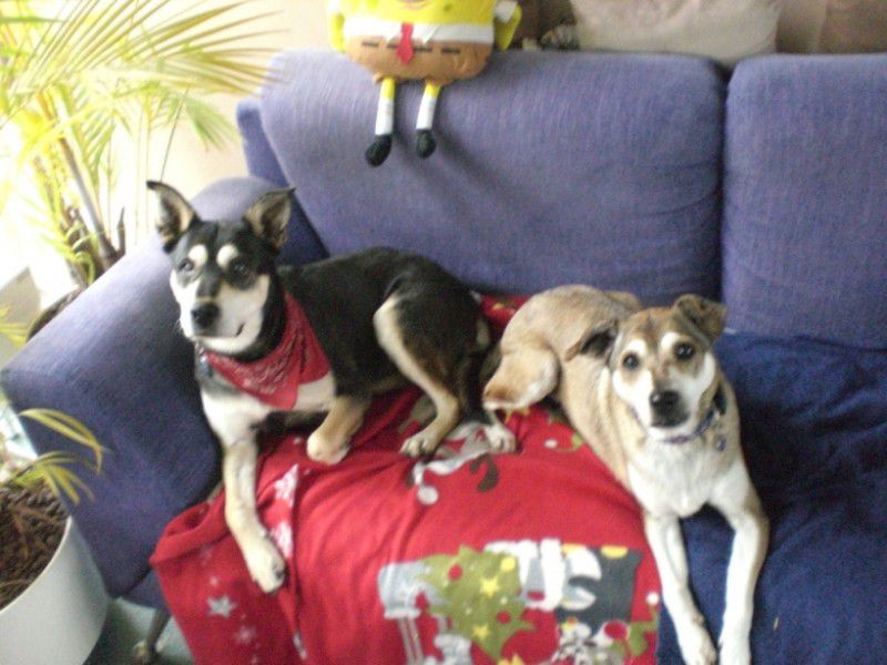 Diese Hunde suchen dringend ein Zuhause
