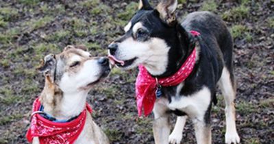 Diese Hunde suchen dringend ein Zuhause