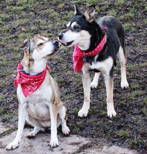 Diese Hunde suchen dringend ein Zuhause