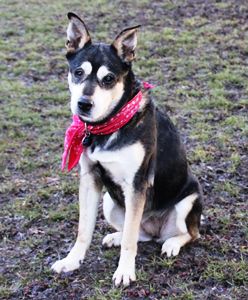 Diese Hunde suchen dringend ein Zuhause