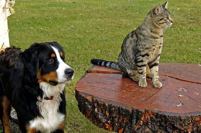 Katze und Hund stehen nebeneinander