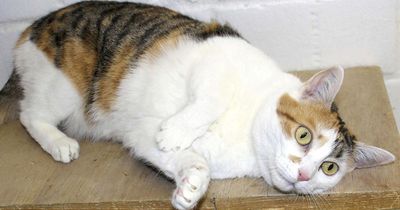 Wohnungskatze Sophia sucht ein neues Zuhause