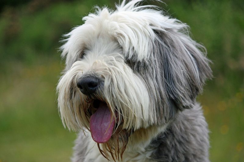 Aus diesem banalen Grund wurde dieser Hund erschossen