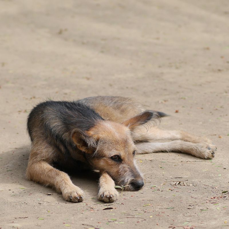Das ist der dankbarste Hund der Welt