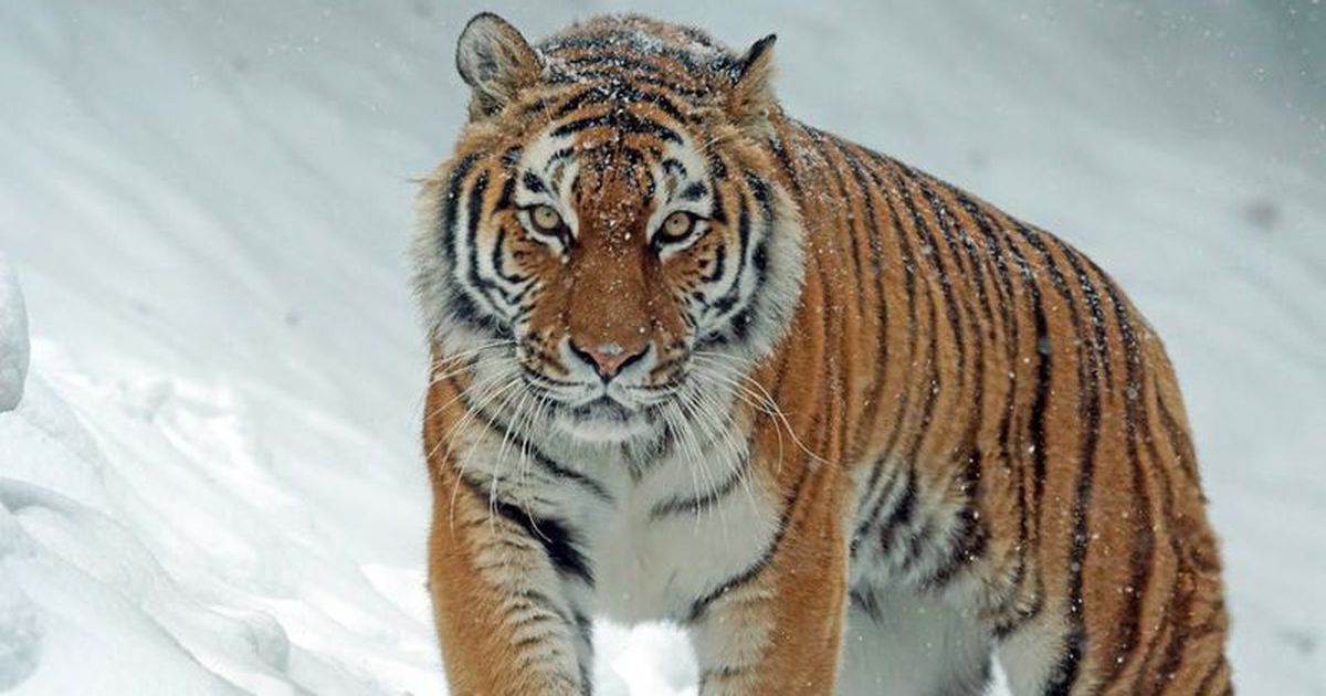 Wer Ist Stärker Löwe Oder Tiger