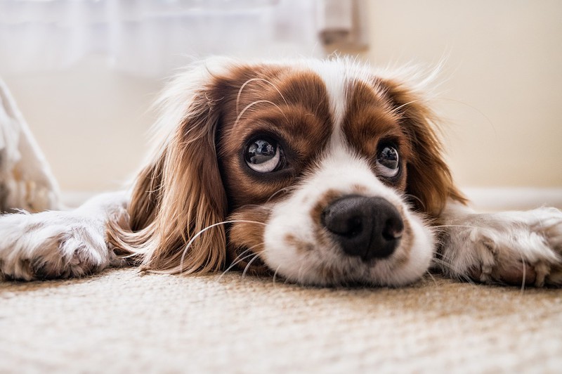 Abgebildet ist ein Hund und es geht um Kokos-Öl bei Hunden.