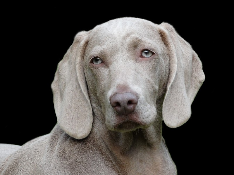 Abgebildet ist ein Hund und es geht um Kokos-Öl bei Hunden.