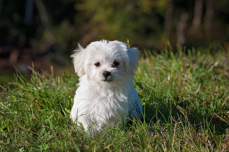 Auf dem Bild ist ein Hund und es geht um Kokos-Öl bei Hunden.