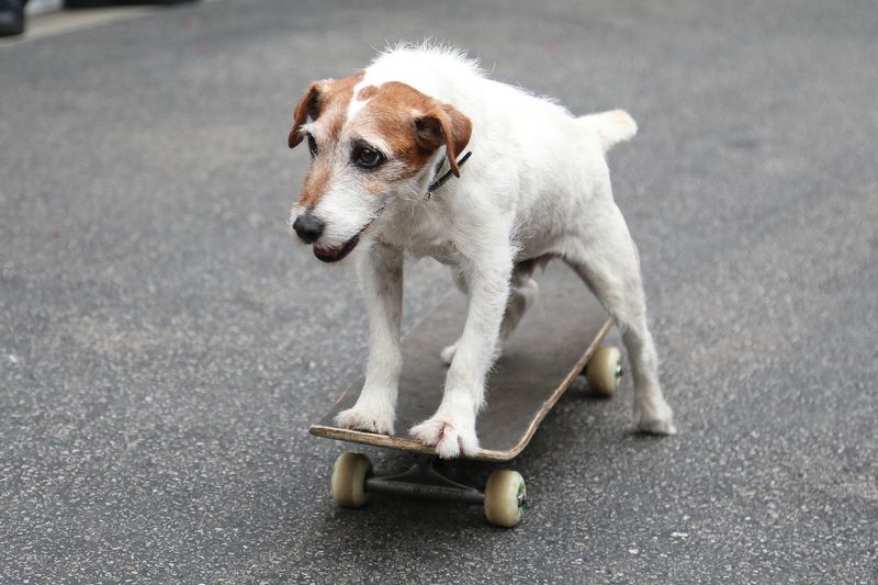 Ein Hund ist abgebildet und es geht um die Vorteile von Kokos-Öl bei Hunden.