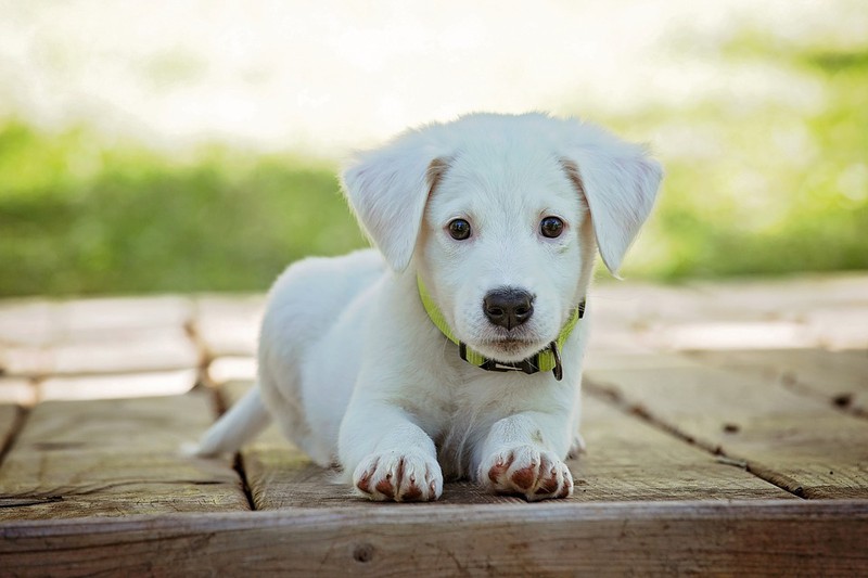 Ein Hund ist abgebildet und es geht um die Vorteile von Kokos-Öl bei Hunden.