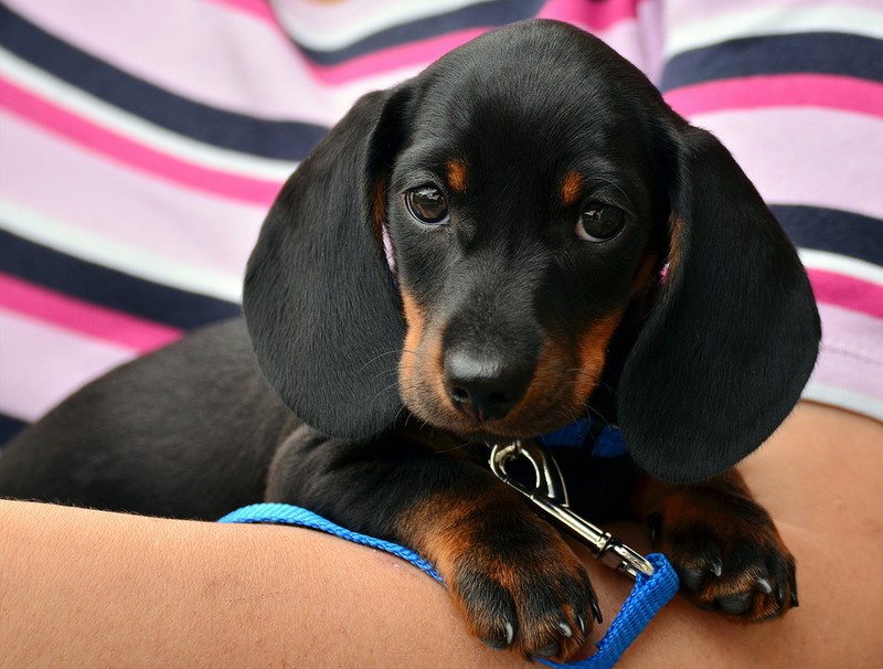 Ein Hund ist auf dem Bild und es geht um Kokos-Öl bei Hunden.