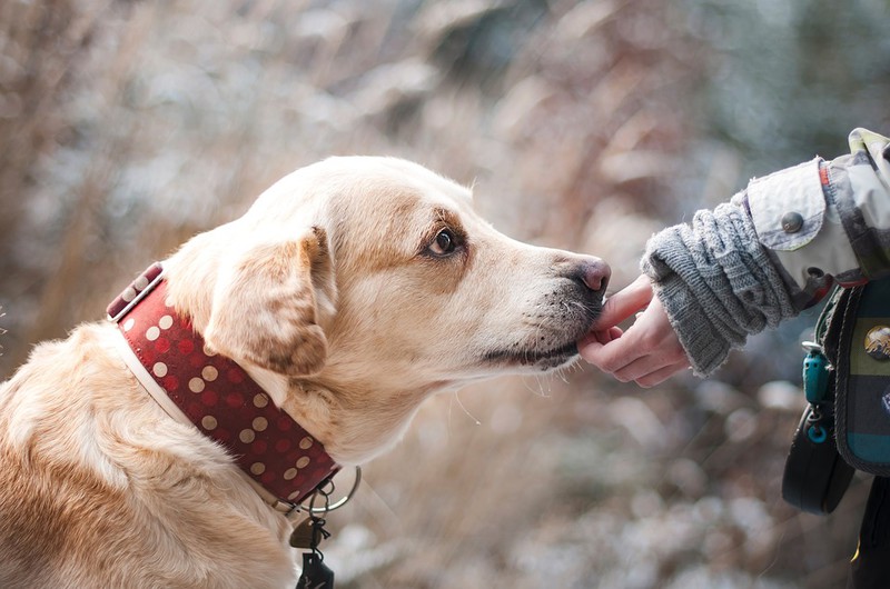 Ein Hund wird gefüttert und es geht um Kokos-Öl bei Hunden.