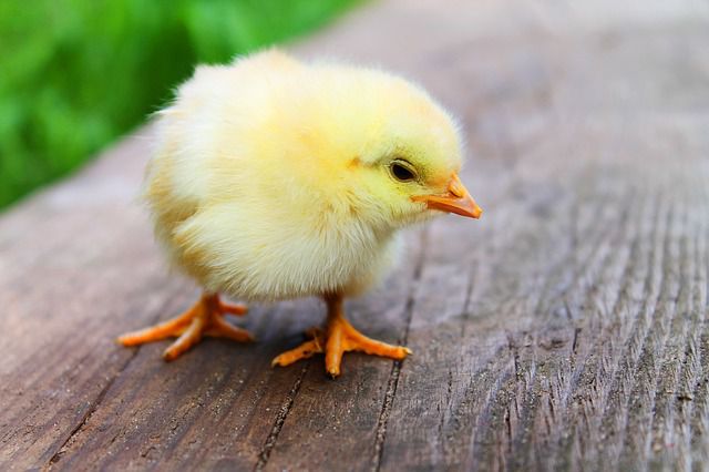 Japanische Schüler wollen Küken ohne Ei brüten