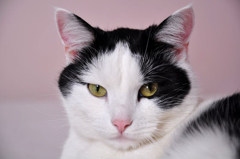 So steigerst du die Lebenserwartung deiner Katze