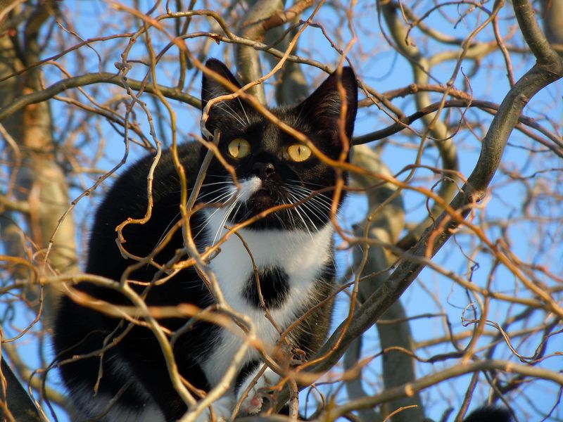 So steigerst du die Lebenserwartung deiner Katze