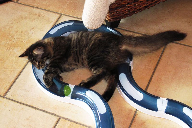 So steigerst du die Lebenserwartung deiner Katze