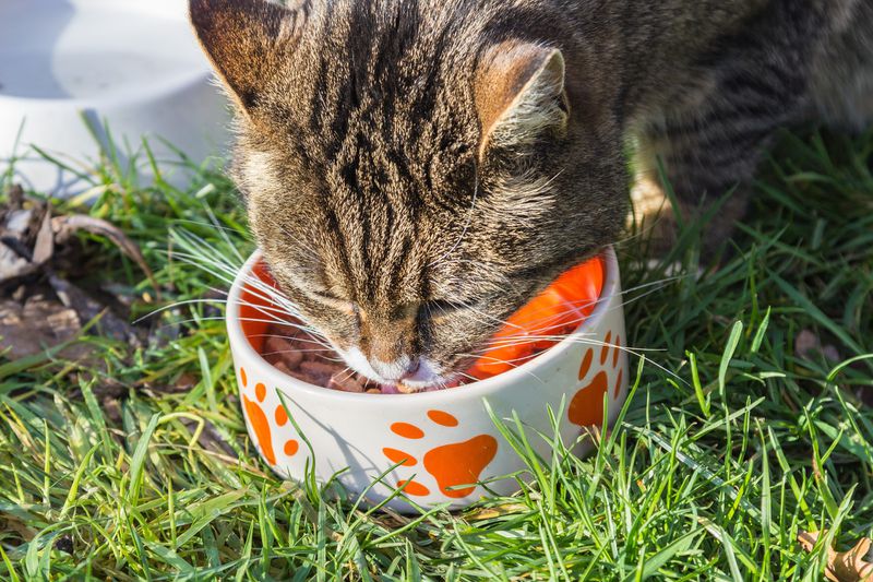 So steigerst du die Lebenserwartung deiner Katze
