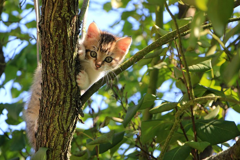 So steigerst du die Lebenserwartung deiner Katze