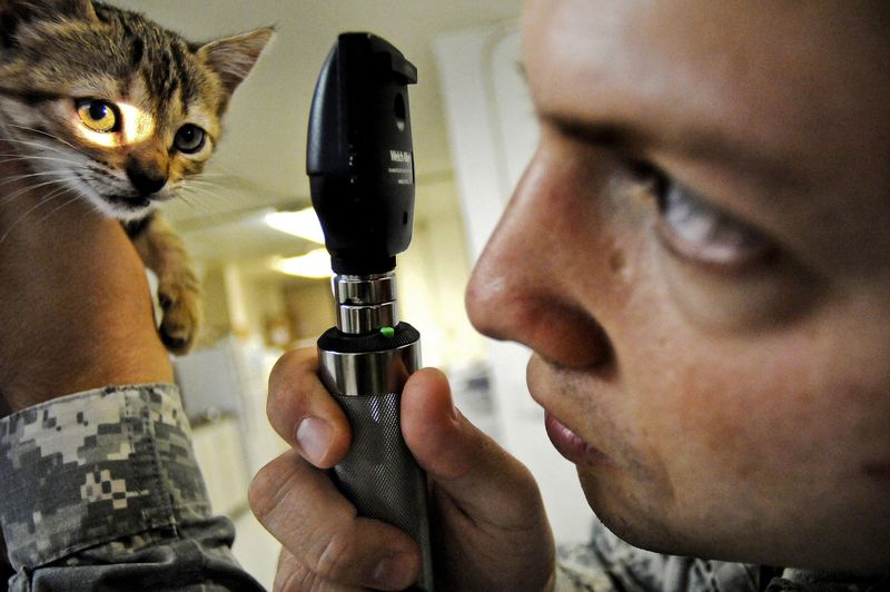 So steigerst du die Lebenserwartung deiner Katze