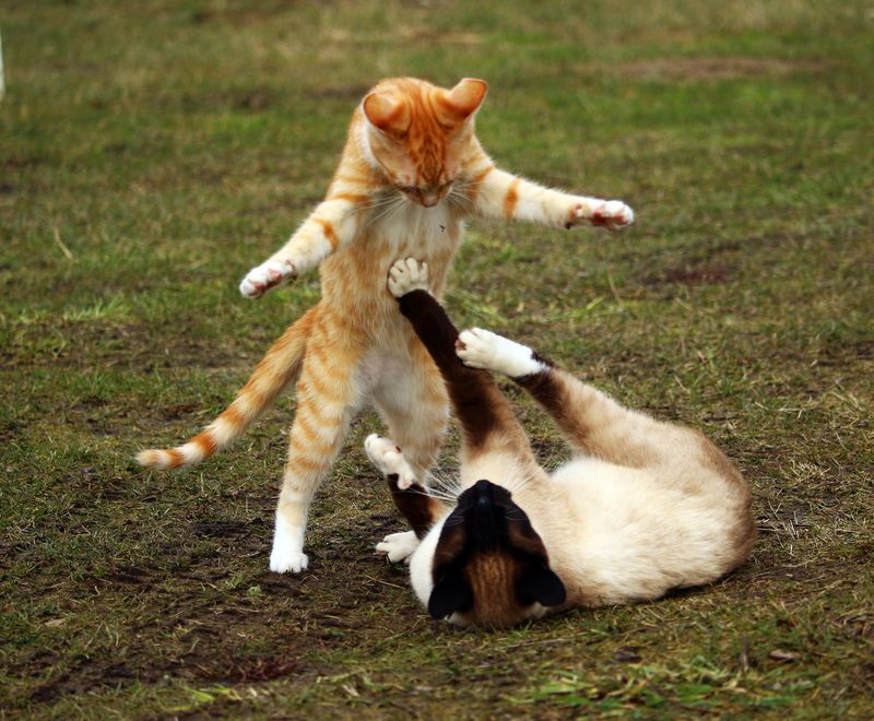 So steigerst du die Lebenserwartung deiner Katze
