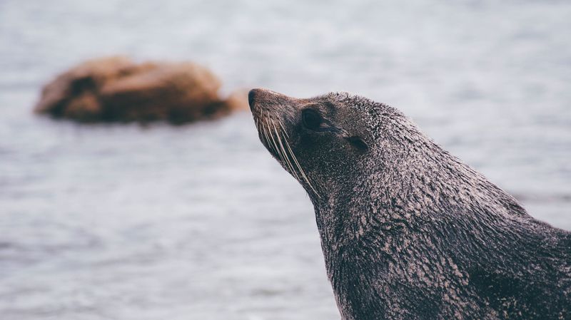 Seelöwe schnappt sich Mädchen und zieht es ins Meer