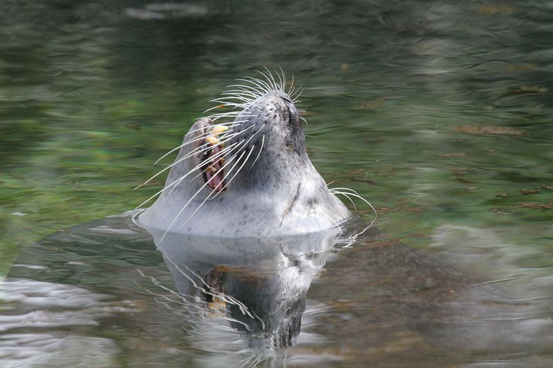 Seelöwe schnappt sich Mädchen und zieht es ins Meer