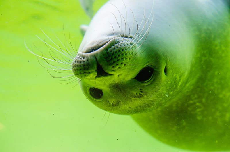 Seelöwe schnappt sich Mädchen und zieht es ins Meer