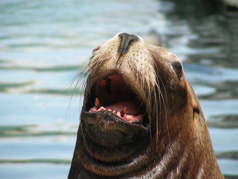 Seelöwe schnappt sich Mädchen und zieht es ins Meer