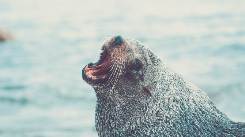 Seelöwe schnappt sich Mädchen und zieht es ins Meer