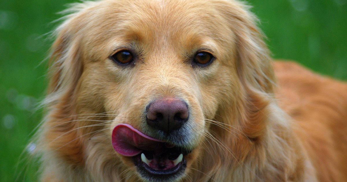 Dieses Futter ist für deinen Hund nicht nur unbedenklich, sondern auch