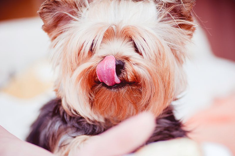 Zu sehen ist ein Hund und es geht um die beliebtesten Hundenamen