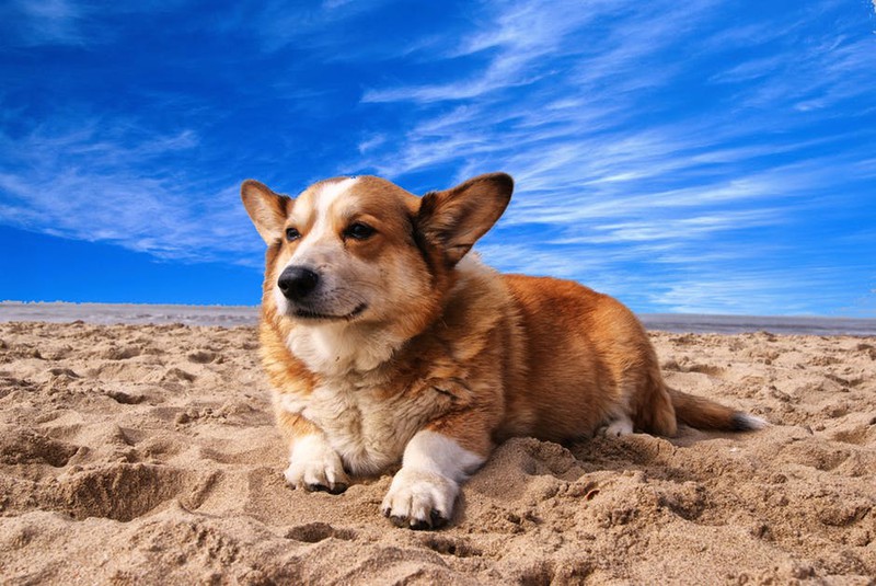 Der Hund ist abgebildet und es geht um indianische Hundenamen