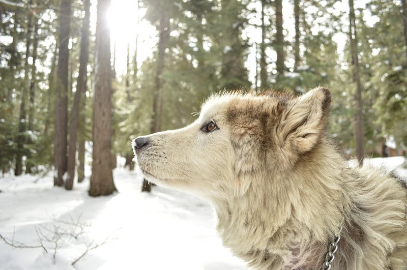 Ein Hund ist auf dem Bild und es geht um beliebte Hundenamen für Hündinnen