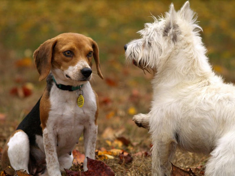 Zwei Hunde sehen sich an und es geht um die beliebtesten Hundenamen.