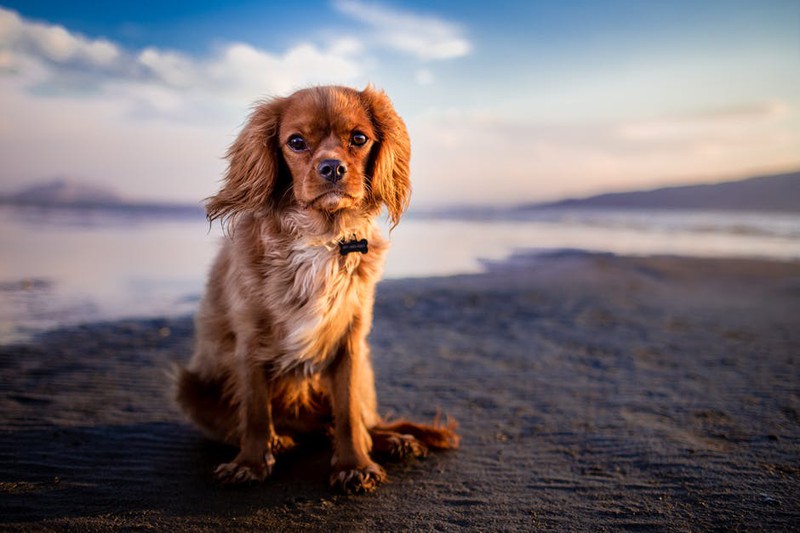 Italienische und spanische Hundenamen und ein Hund auf dem Bild