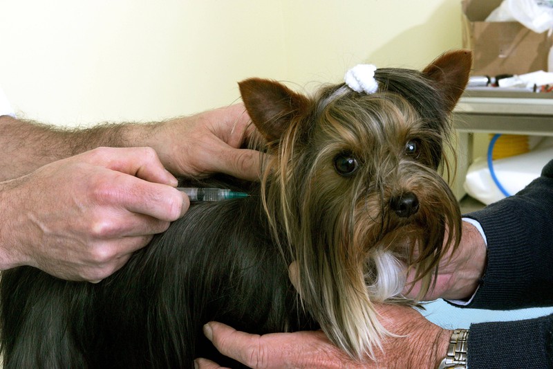 Hunde kann man gegen Borreliose impfen.